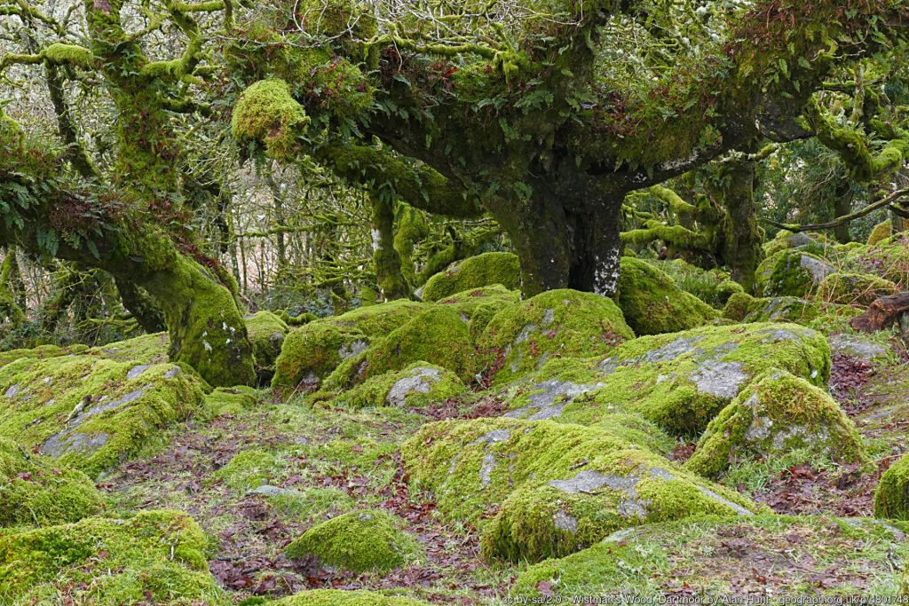 Wistman's Wood, Dartmoor cc-by-sa/2.0 - © Alan Hunt - geograph.org.uk/p/4801748